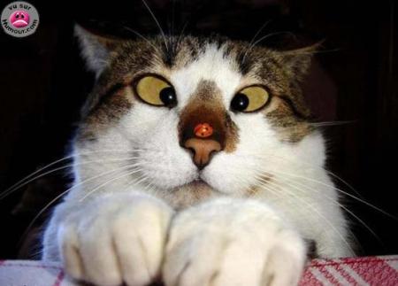               Kekchoz sur le nez